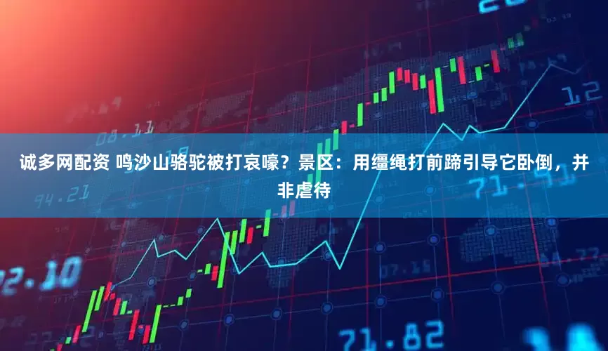诚多网配资 鸣沙山骆驼被打哀嚎？景区：用缰绳打前蹄引导它卧倒，并非虐待